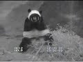 Mei Xiang and the Tire