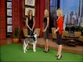 Mishka the Talking Husky Dog appears on TV!!!