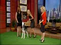 Mishka the Talking Husky Dog appears on TV