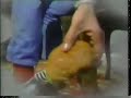 A film by Bob the dog (from David Letterman)