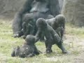 Gorillas at Zoo Atlanta