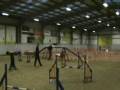 videos de Cougar (Morgans Assassin AW Gold) Grade 7 Agility Kelpie owned/handled by Nigel Staines