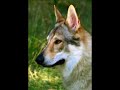 Czechoslovakian wolfdog: Morphing dogs
