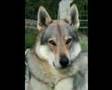 Czechoslovakian wolfdog: Morphing CLC