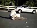 Sparkler bomb vs. styrofoam container
