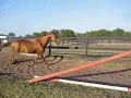 Lunging (if you can call it that) Jack