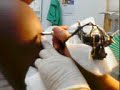 sha gettin tatted