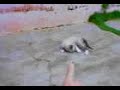 Gata adotada
