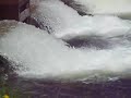 Salmon Trying To Get Upstream