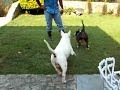 BISS CH Carradice Flying Bullet (Playing)