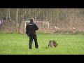 Gina z Librova dvora - german sheperd for sale