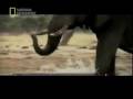 Elephant vs 7 Lions
