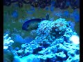 My 20gl. Coral/fish tank
