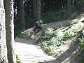 sestola freeride team wild boards