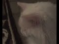 Random Cat Video