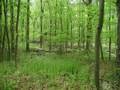 MVC Explores: Invasive Plant Species