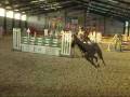 Nash 1.15m & 1.20m- Dabbs