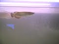 updated babies pearl arowana and silver
