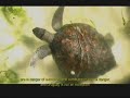 Ancient Navigators - Navegantes Milenarios