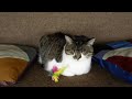Time Lapse Of A Sleeping Kitty