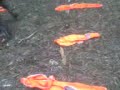 Any Given Saturday Action Paintball Mackay