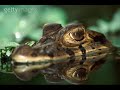 Amazônia