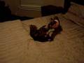 Bengal-Cat-and-dog-WWE-match
