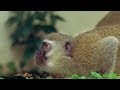 Monkey fight! - Cheeky Monkey - BBC
