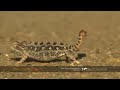 Every track tells a story in the Namib
