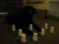 German pointer trick AND treat