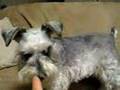 犬の順位