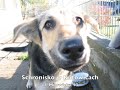 Dzień adopcji psów schroniskowych