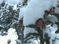 Winter Wonderland