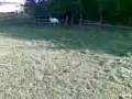 videos de Skiep fange by klaas