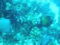 Angelfish 7-3-08