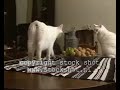 Manx Cat
