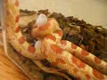 Albino Corn Snake crushing a fuzzy