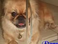 I'm Pekingese dog, PEPPY