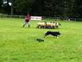 Sheep Herding Training