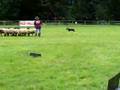 Sheep Herding Training