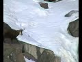 camosci: salto cascata ghiacciata
