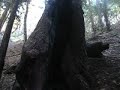 Redwoods in Big Sur (Nacimiento-Ferguson road)