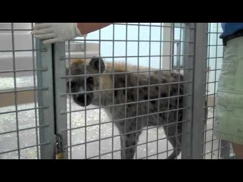 hyena