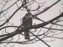 WET HAWK WET HAWK