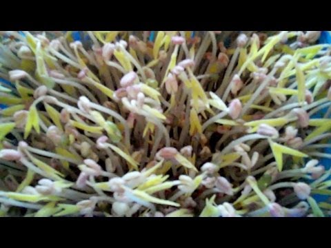how to grow ipoh bean sprouts