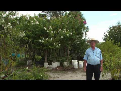 how to care crepe myrtle