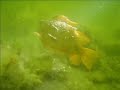 Diving in Oosterschelde
