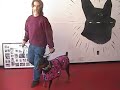 Basic Dog Obedience