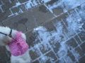 Sophie (The Zuchon) Playing In The Snow