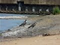 Beach Peregrines Beach Peregrines